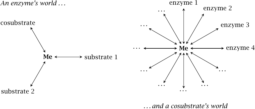 Schematic illustrating the number of evolutionary constraints placed
                    on enzymes an cosubstrates, respectively
