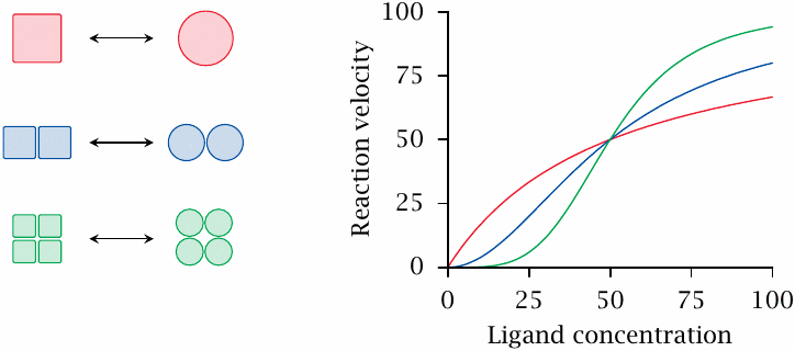 Schematic illustrating how cooperative ligand binding affects enzyme
                    reaction velocity