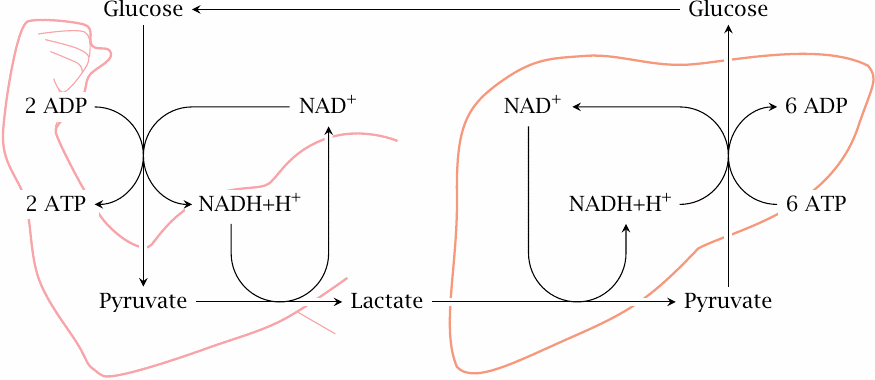 The Cori cycle: glucose supplied by the liver is converted to lactate
                    in the muscle, which returns to the liver to be turned once more into glucose