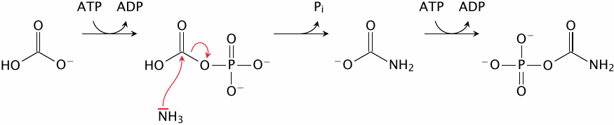 The carbamoylphosphate synthetase reaction