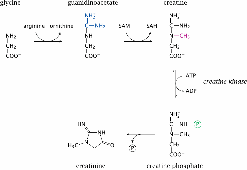 Creatine biosynthesis and degradation