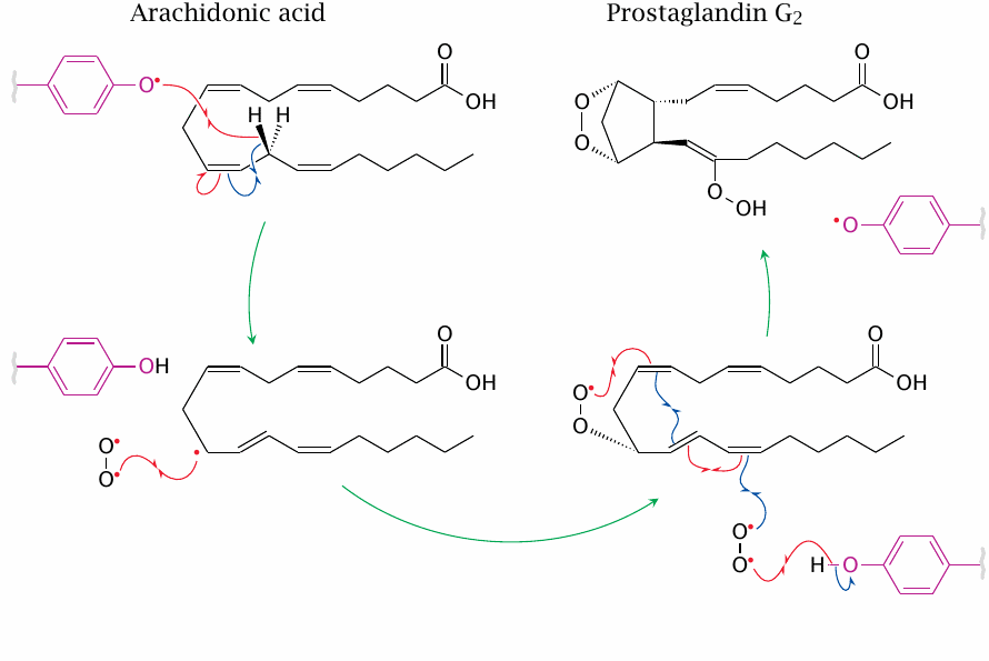 A tyrosyl radical initiates the cyclooxygenase reaction