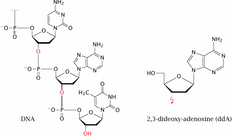Dideoxyadenosine inhibits retroviral DNA polymerase