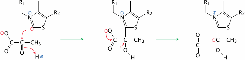 Schematic of the reaction mechanism of pyruvate dehydrogenase (E1)