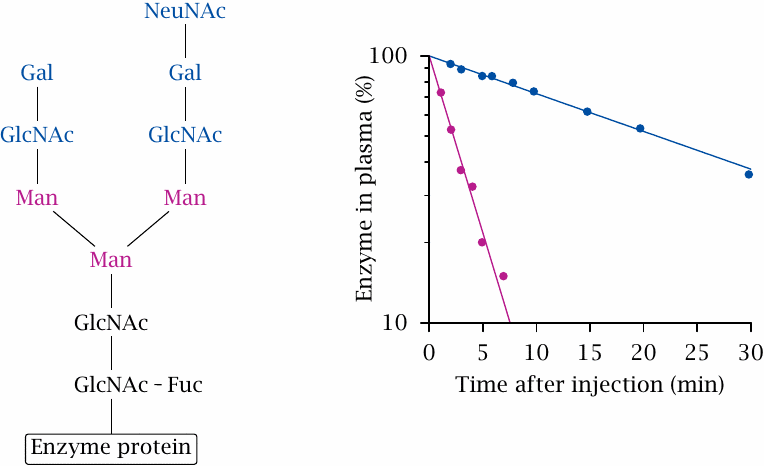 Partial deglycosylation of glucocerebrosidase accelerates uptake into
                    macrophages