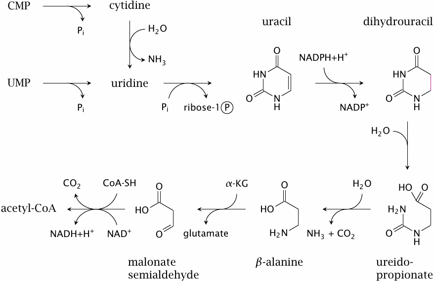 Degradation of pyrimidines