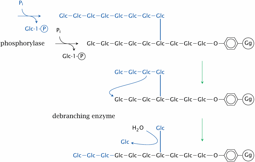 Overview of glycogen degradation, showing the roles of phosphorylase
                    and of debranching enzyme