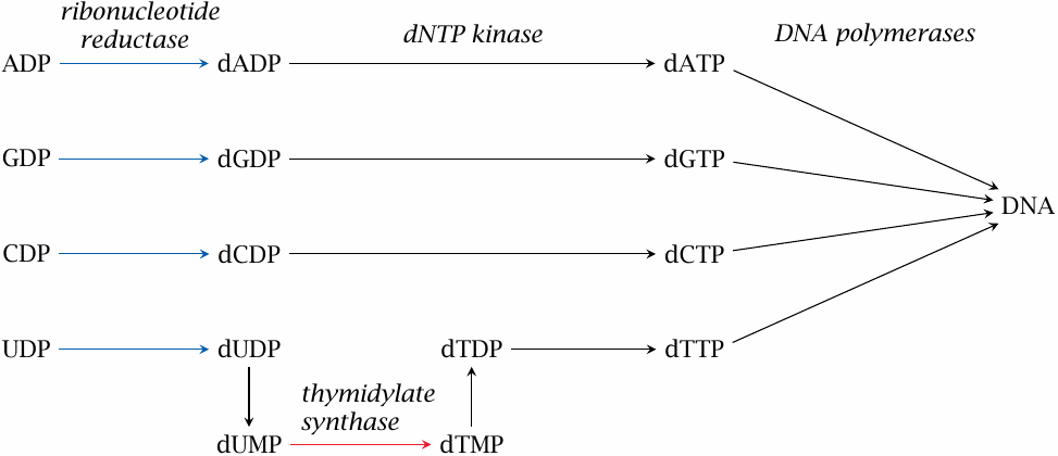 Synthesis of deoxyribonucleotides