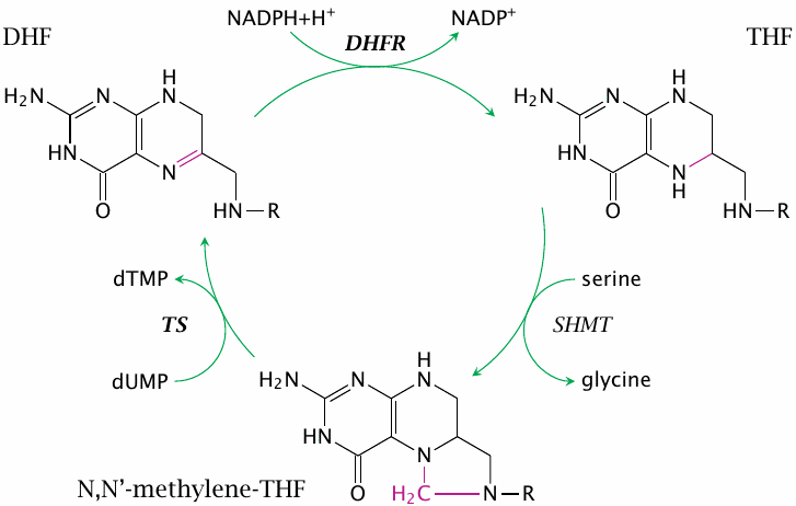 Indirect inhibition of thymidine synthesis by methotrexate