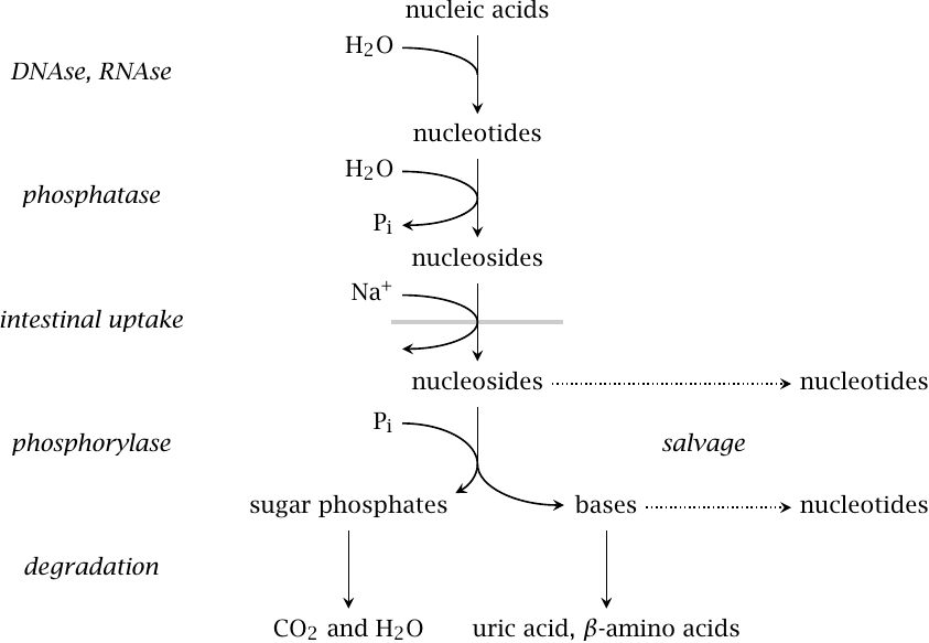 Overview of pathways for the utilization of dietary nucleic acids