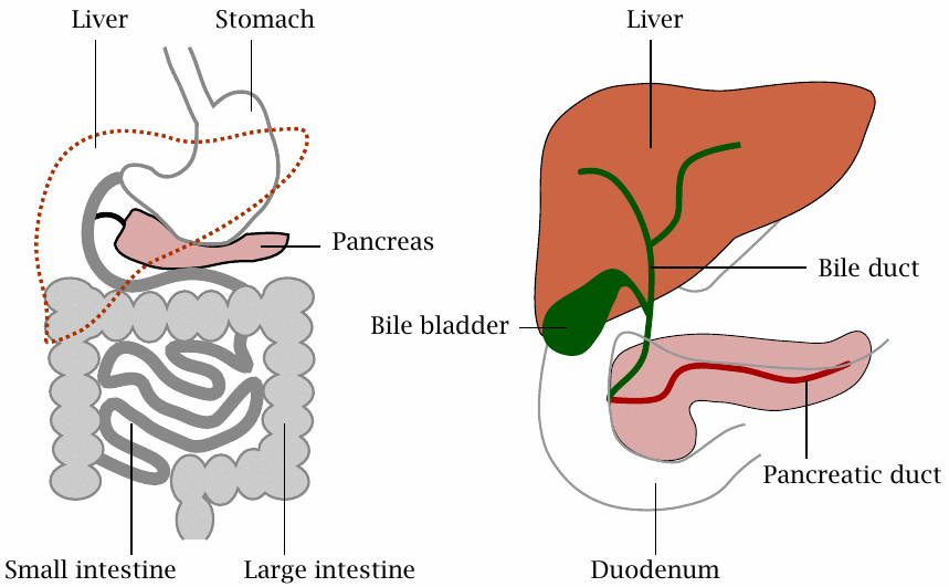 Illustration showing the organs of the digestive system: stomach and
                  intestines, as well as liver, bile bladder, and pancreas