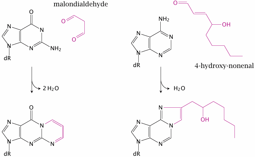 Formation of nucleobase adducts by hydroxynonenal and malondialdehyde