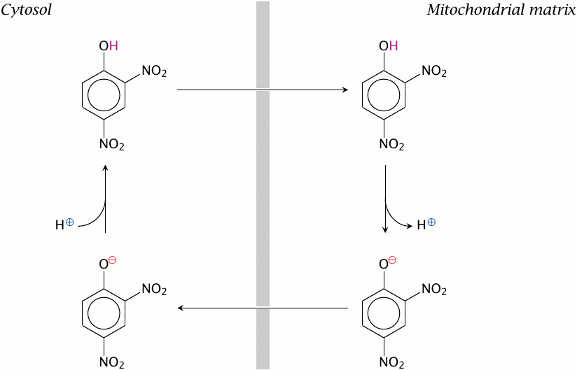 Schematic illustration of transmembrane proton transport by
                    dinitrophenol
