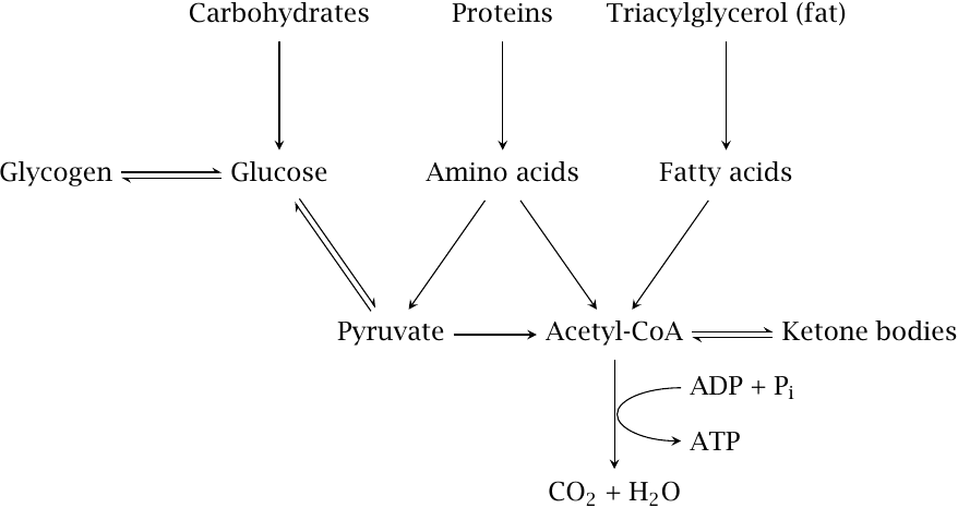 Schematic illustrating the major pathways for breaking down
                    carbohydrates, proteins, and fats, with pyruvate and acetyl-CoA as key
                    intermediates