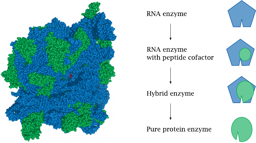 Structure of a ribosome highlighting RNA and proteins, and schematic
                    illustration of evolutionary path from RNA to protein enzymes
