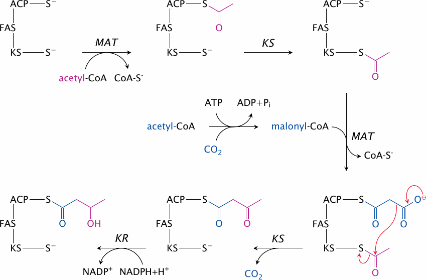 Reactions catalyzed by fatty acid synthase (1)