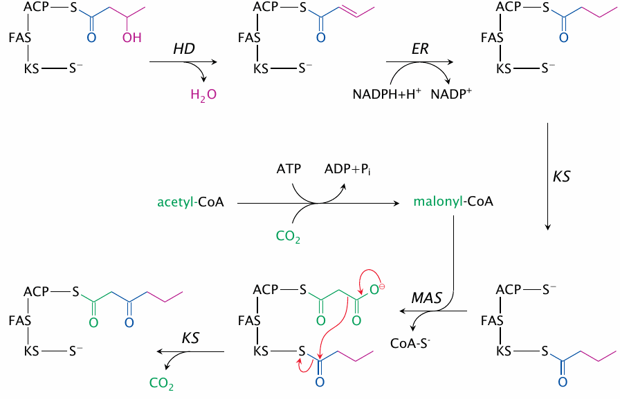 Reactions catalyzed by fatty acid synthase (2)