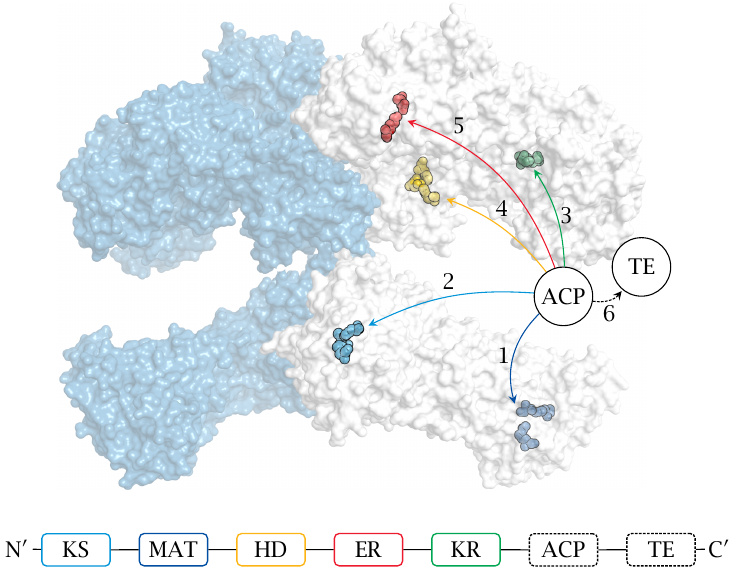 Structure of fatty acid synthase, highlighting the locations of the
                    various active sites