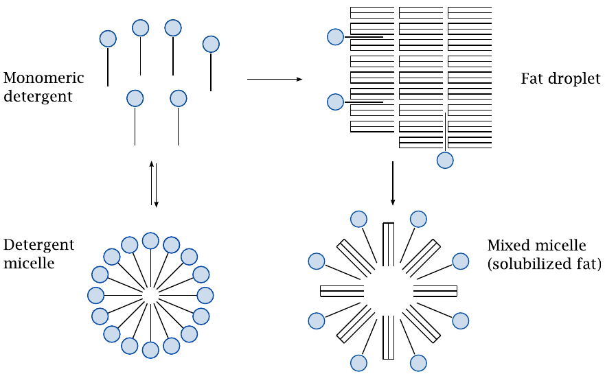 Schematic illustrating the dispersion of fat droplets in the form of
                    mixed micelles with detergent molecules
