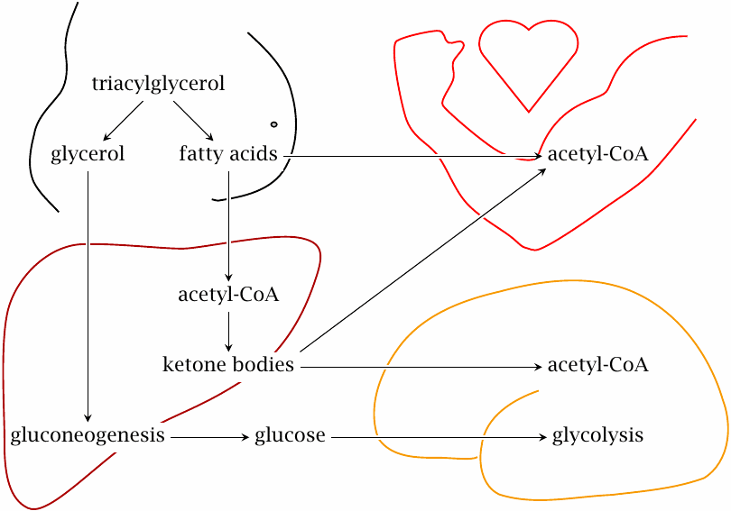 Outline of triacylglycerol utilization: substrates flow from fat
                    tissue to skeletal muscle, liver, and brain