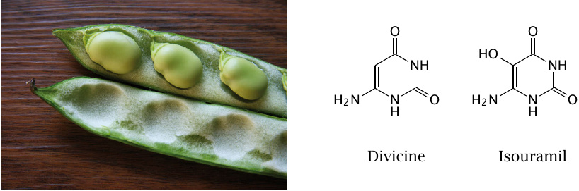 Picture of a broad bean, and structures of its constituents divicine
                    and isouramil (both are derivatives of pyrimidine)