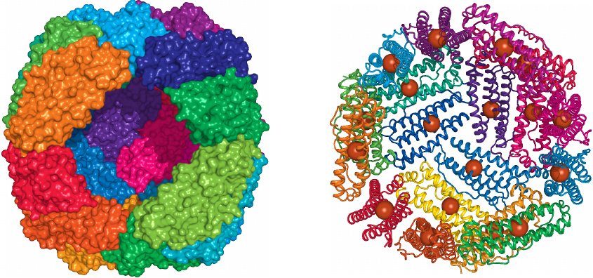 Structure of ferritin