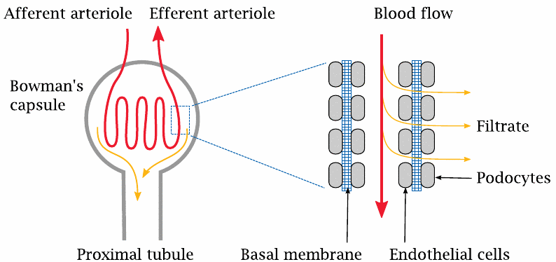 Schematic illustrating the structure and function of a kidney
                    glomerulus