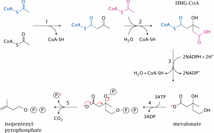 Initial steps in cholesterol biosynthesis: from acetyl-CoA to
                    isopentenyl pyrophosphate