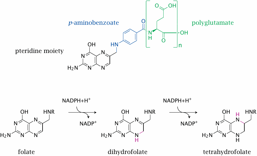 Structure of folic acid, dihydrofolate, and tetrahydrofolate