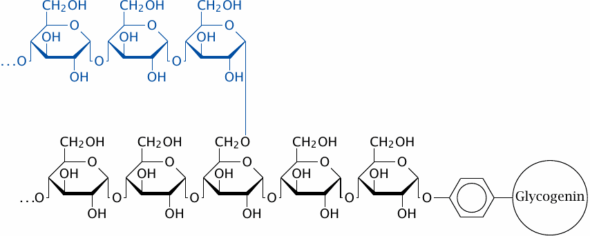 Covalent structure of glycogen