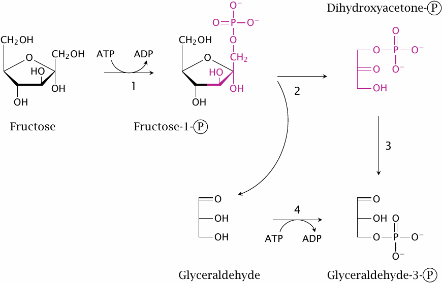 Reactions in fructolysis