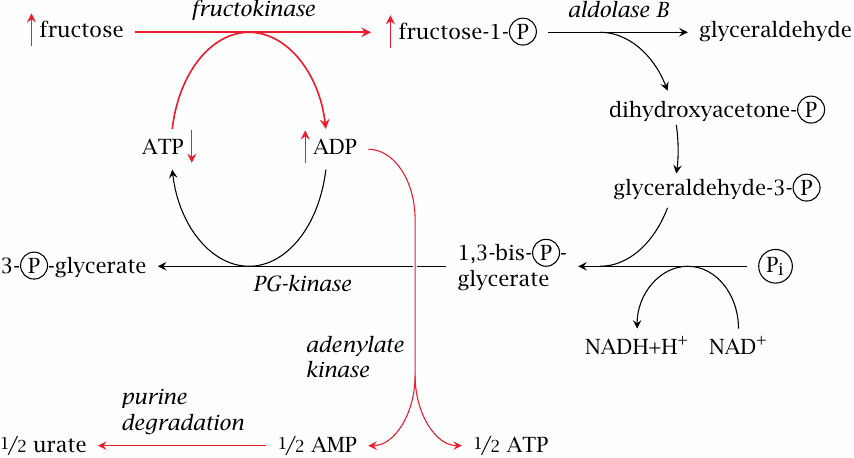 Gout: the fructose connection