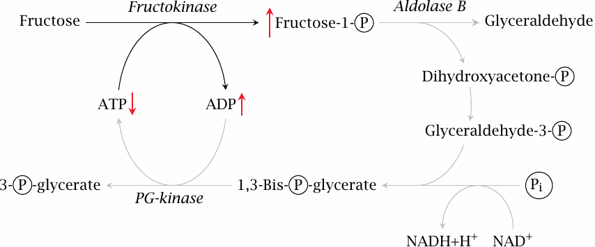 Schematic illustrating phosphate sequestration in fructose-1-phosphate
                    in fructose intolerance