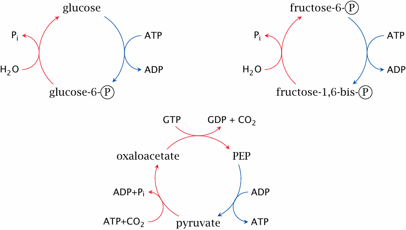 Futile substrate cycles in glycolysis and gluconeogenesis