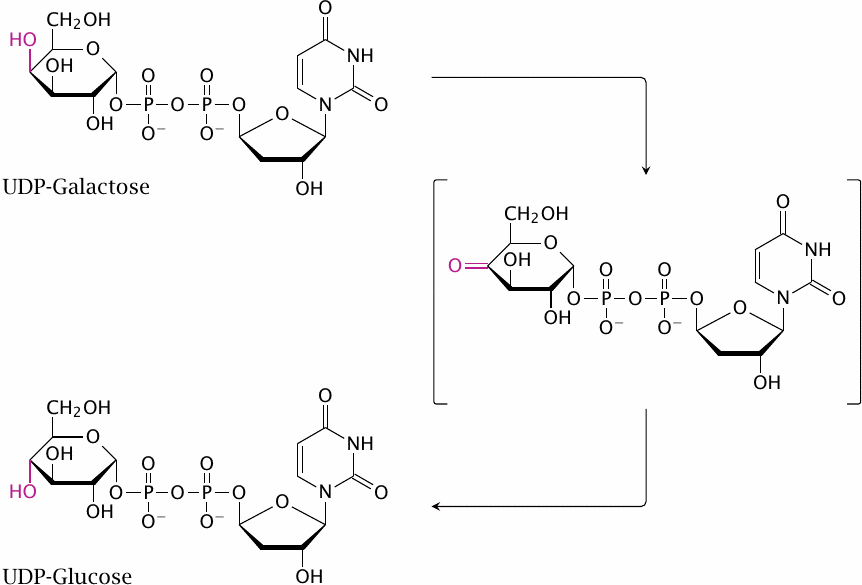 Illustration of the galactose epimerase mechanism, showing the
                    keto-intermediate
