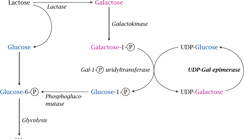 Intermediates and enzymes in the Leloir pathway