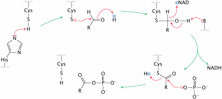 Schematic illustrating the catalytic mechanism of
                    glyceraldehyde-3-phosphate dehydrogenase