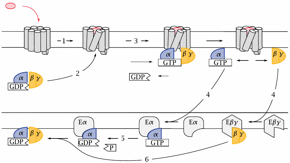 Schematic of the G-protein activation cycle