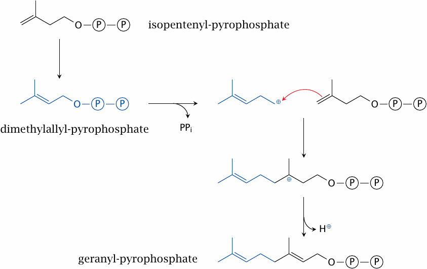 Cholesterol biosynthesis: from isopentenyl-pyrophosphate to
                    geranyl-pyrophosphate