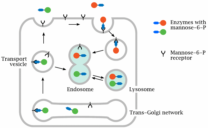 The mannose-6-phosphate receptor targets proteins to the lysosome