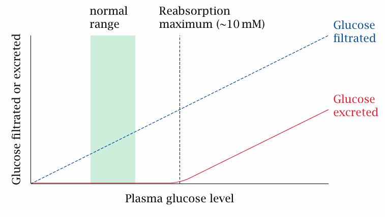 Schematic illustrating the variation of renal glucose loss as a
                    function of plasma glucose concentration