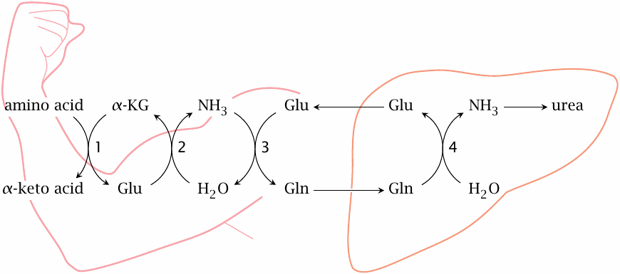 Schematic showing nitrogen transport to the liver via glutamine