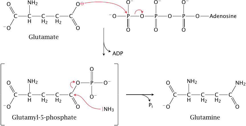 Schematic of the catalytic mechanism of glutamine synthetase