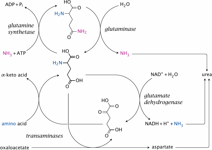 Schematic summarizing the multiple roles of glutamate in nitrogen
                    disposal
