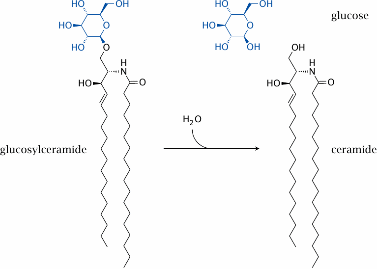 The biochemical defect in Gaucher disease