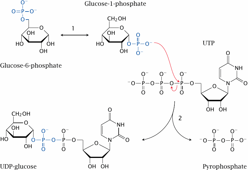 Reaction mechanism of UDP-glucose synthesis