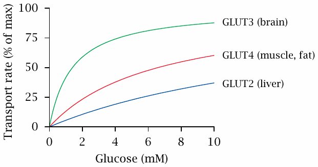 Plot of glucose transport rates in different tissues. Cellular uptake
                    in brain is faster than in muscle and liver, particularly at low glucose
                    concentrations.
