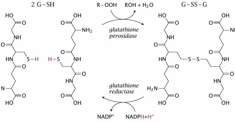 Scavenging of organic peroxides by glutathione peroxidase