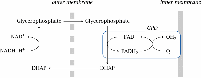 Schematic of the glycerophosphate shuttle