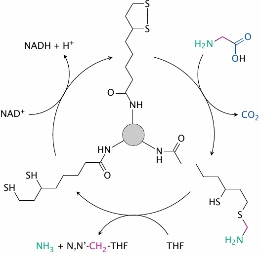 Overview of the reactions catalyzed by the glycine cleavage system,
                    highighting the synthesis of N,N’-methylene-tetrahydrofolate